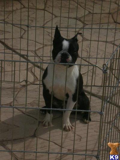 Puppies in Winton