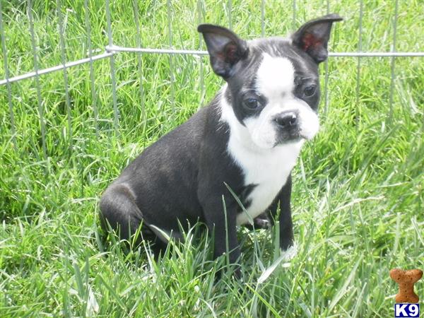 Puppies in Winton