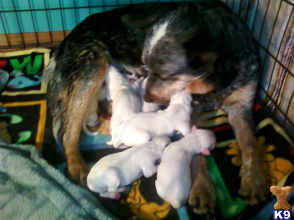 Australian Dogtle Dog Puppies