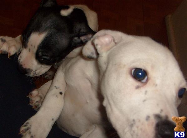Puppies in St louis