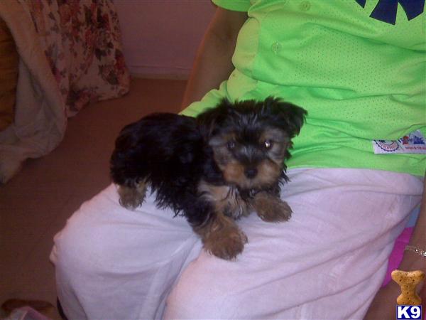 Puppies in Bronx
