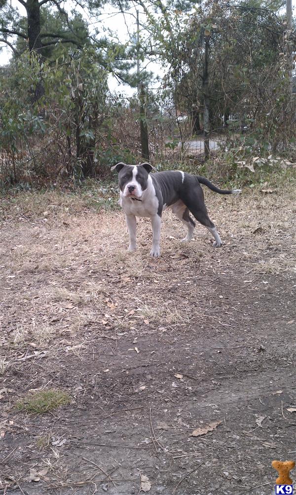 Stud Dogs in AL