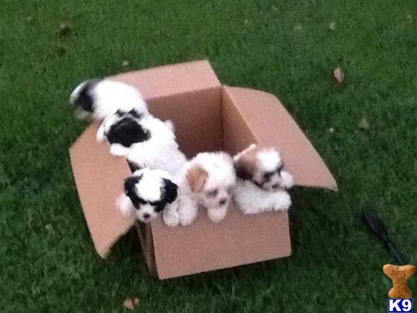 shih tzu puppies lancaster pa document moved shih tzu puppies lancaster pa document moved