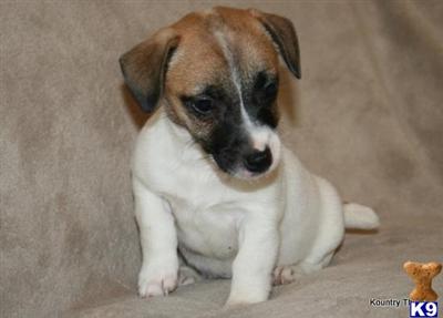 Puppies in Malvern