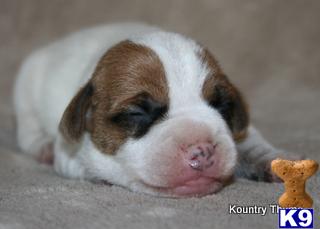 Puppies in Malvern