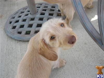 Dachshund Puppies for Sale