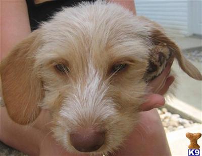 Dachshund Puppies for Sale