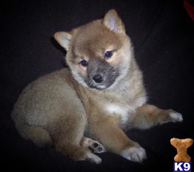 Shiba Inu Puppies