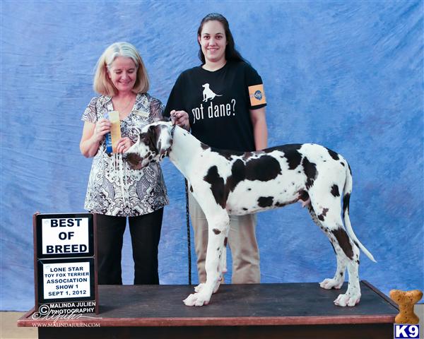 Stud Dogs - Great Dane