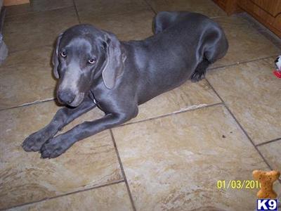 Puppies in KS