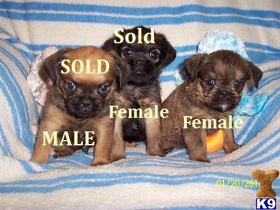 Puppies in KS