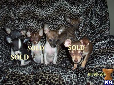 Puppies in KS
