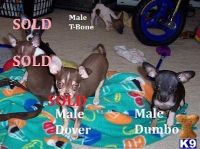 Puppies in KS