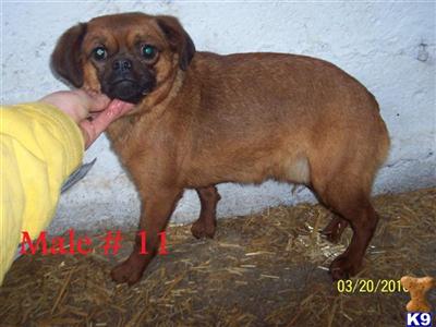 Dogs for Sale in KS