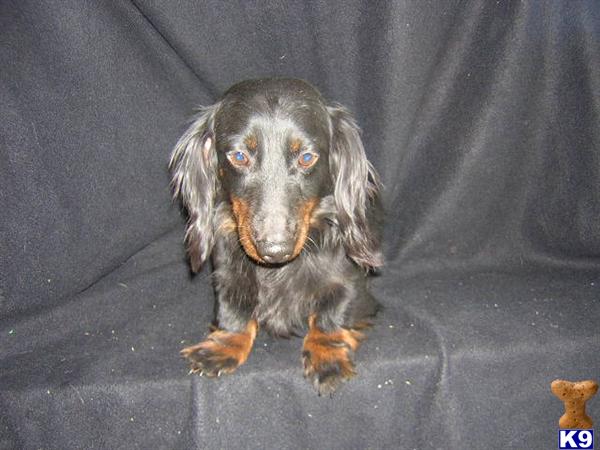 Dogs - Dachshund