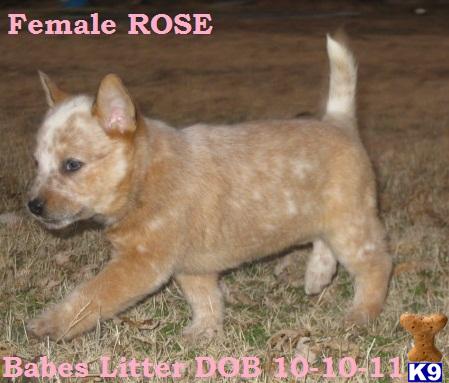 Puppies in KS