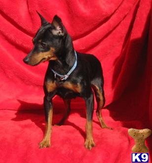 Dogs for Sale in KS