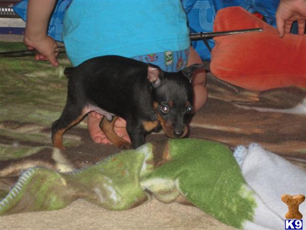 Puppies in KS