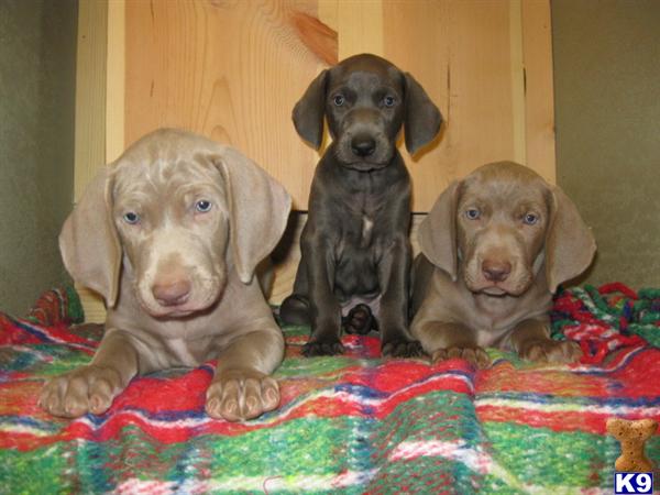 Weimaraner Puppies