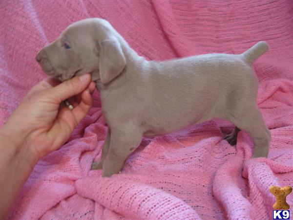 Puppies in KS