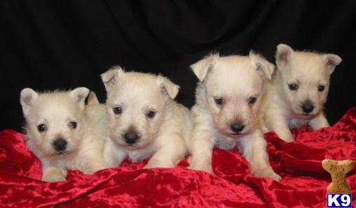 Puppies in KS