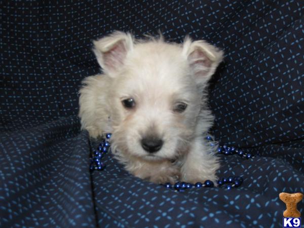 Puppies in KS