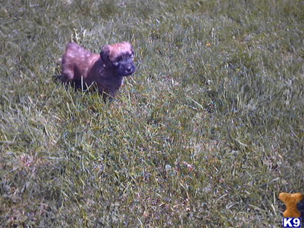 Soft Coated Wheaten Terrier Puppies