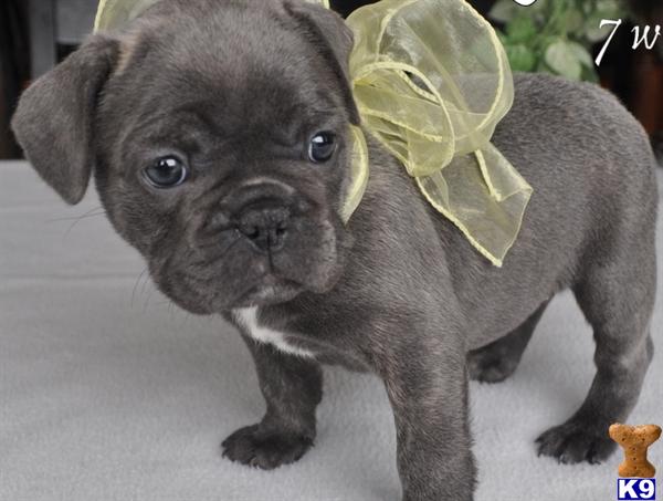 Puppies in Seattle