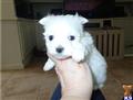 Maltese