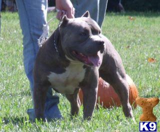 Stud Dogs - American Pit Bull