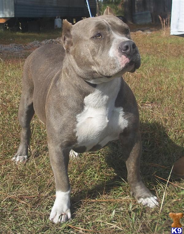Dogs for Sale in SC