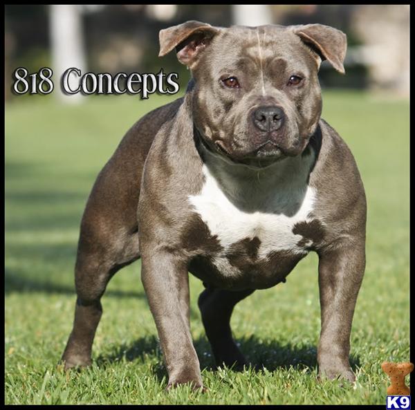 Dogs for Sale in SC
