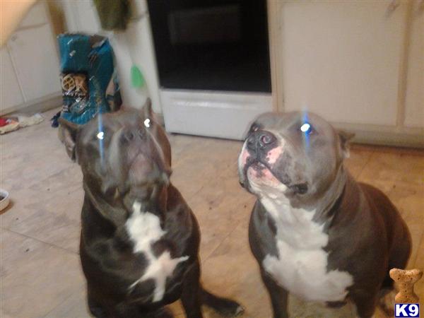 Puppies in SC