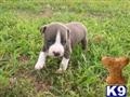 American Pit Bull