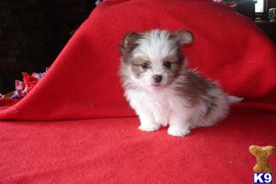 Mi-Ki Puppies for Sale