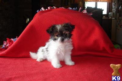 Mi-Ki Puppies for Sale