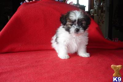 Mi-Ki Puppies for Sale
