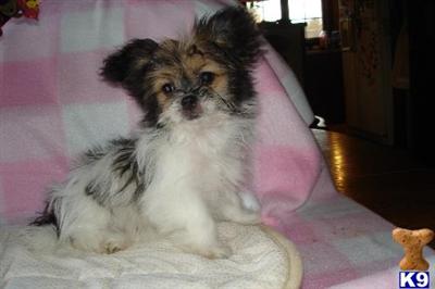 Mi-Ki Puppies for Sale