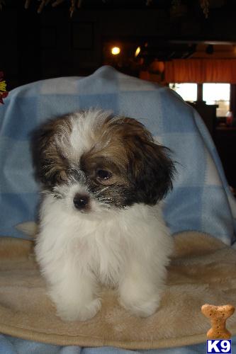 Mi-Ki Puppies for Sale