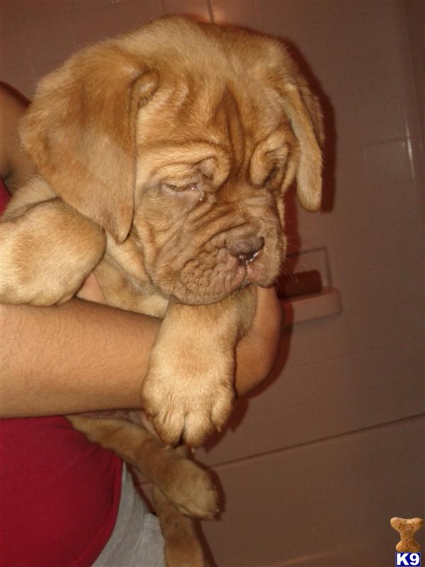 Puppies in Rosharon