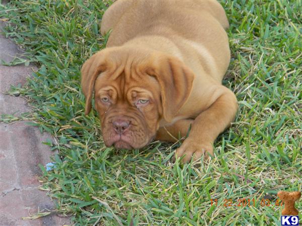 Puppies in Rosharon