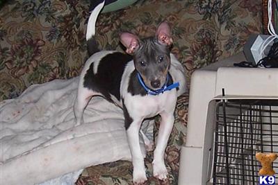 Rat Terrier Puppies for Sale