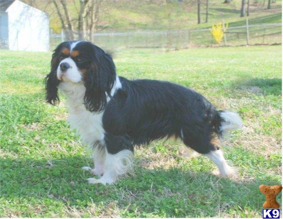 Stud Dogs in TN