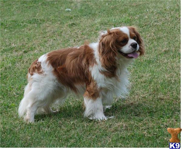 Stud Dogs in TN