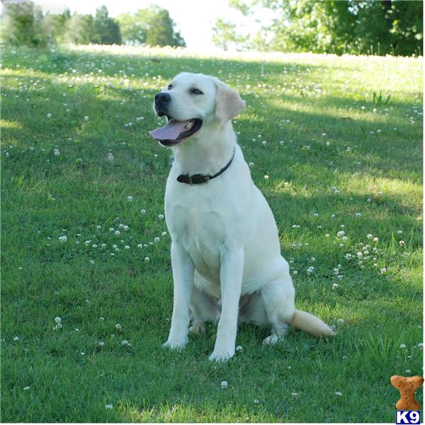 Stud Dogs in TN