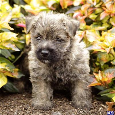 Cairn Terrier Puppies for Sale