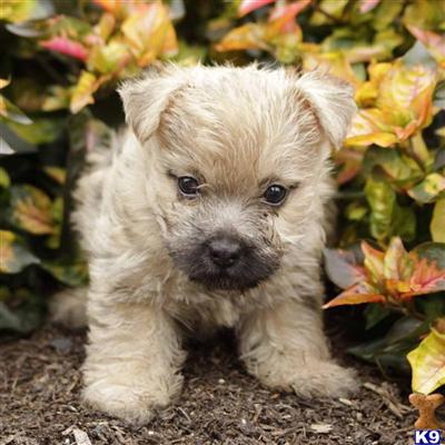 Cairn Terrier Puppies for Sale