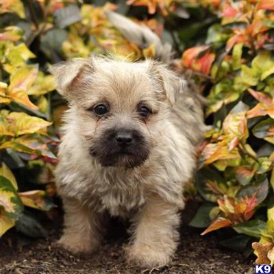 Cairn Terrier Puppies for Sale