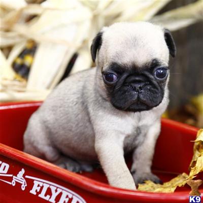 Pug Puppies for Sale