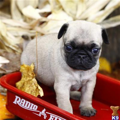 Pug Puppies for Sale